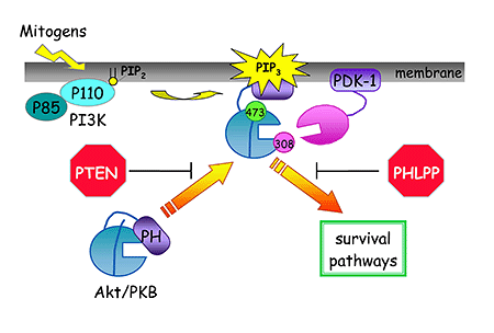 Akt (Isoforms 1, 2, 3) Inhibitory Peptide Set Akt (Isoforms 1, 2, 3) Inhibitory Peptide Set