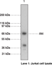 Akt1 Polyclonal Antibody Akt1 Polyclonal Antibody