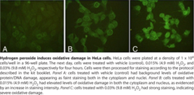 Aldehyde Site (DNA and Protein) Detection Kit Aldehyde Site (DNA and Protein) Detection Kit