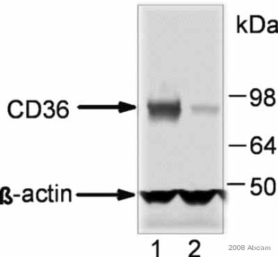 CD36 Monoclonal Antibody (Clone JC63.1) (azide free) CD36 Monoclonal Antibody (Clone JC63.1) (azide free)