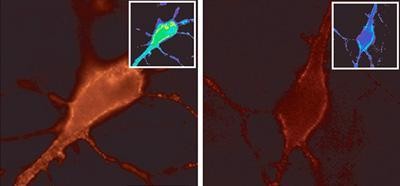Cav1.2 Calcium Channel Monoclonal Antibody (Clone S57-46) Cav1.2 Calcium Channel Monoclonal Antibody (Clone S57-46)