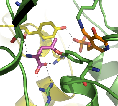 Cystathionine γ-Lyase Cystathionine γ-Lyase