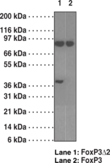 FoxP3Δ2 (exon 2 deleted) Specific Monoclonal Antibody (Clone 16J4G6) (azide free) FoxP3Δ2 (exon 2 deleted) Specific Monoclonal Antibody (Clone 16J4G6) (azide free)