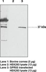 GPR55 Polyclonal Antibody GPR55 Polyclonal Antibody