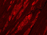 HCN1 Cyclic Nucleotide-gated Channel Monoclonal Antibody (Clone S70-28) HCN1 Cyclic Nucleotide-gated Channel Monoclonal Antibody (Clone S70-28)