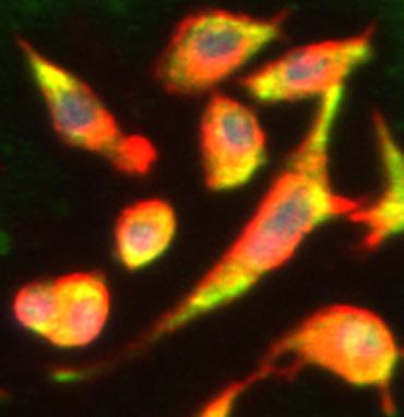 HCN4 Cyclic Nucleotide-gated Channel Monoclonal Antibody (Clone S114-10)