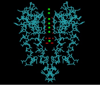 KCNQ1 Potassium Channel Monoclonal Antibody (Clone S37A-10) KCNQ1 Potassium Channel Monoclonal Antibody (Clone S37A-10)