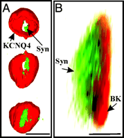 KCNQ4 Potassium Channel Monoclonal Antibody (Clone S43-6) KCNQ4 Potassium Channel Monoclonal Antibody (Clone S43-6)