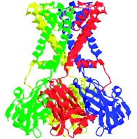 Kir2.1 Potassium Channel Monoclonal Antibody (Clone S21-32) Kir2.1 Potassium Channel Monoclonal Antibody (Clone S21-32)