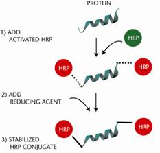 Methylated Lysine Polyclonal Antibody HRP Conjugate Methylated Lysine Polyclonal Antibody HRP Conjugate