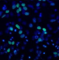 Methylated Lysine Polyclonal Antibody-biotin