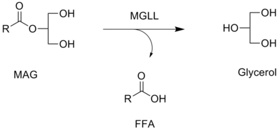 Monoacylglycerol Lipase Inhibitor Screening Assay Kit Monoacylglycerol Lipase Inhibitor Screening Assay Kit