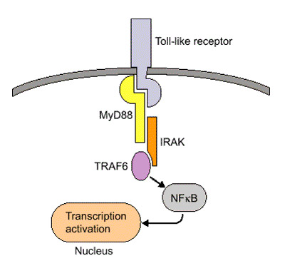 MyD88 Homodimerization Inhibitory Peptide Set MyD88 Homodimerization Inhibitory Peptide Set