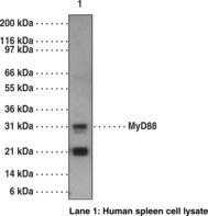 MyD88 Polyclonal Antibody MyD88 Polyclonal Antibody