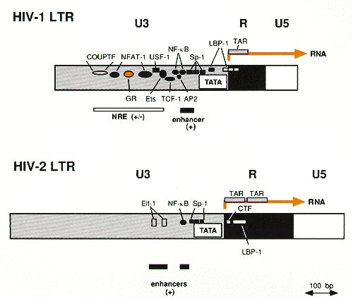 NF-κB (p50) NLS Inhibitory Peptide Set NF-κB (p50) NLS Inhibitory Peptide Set