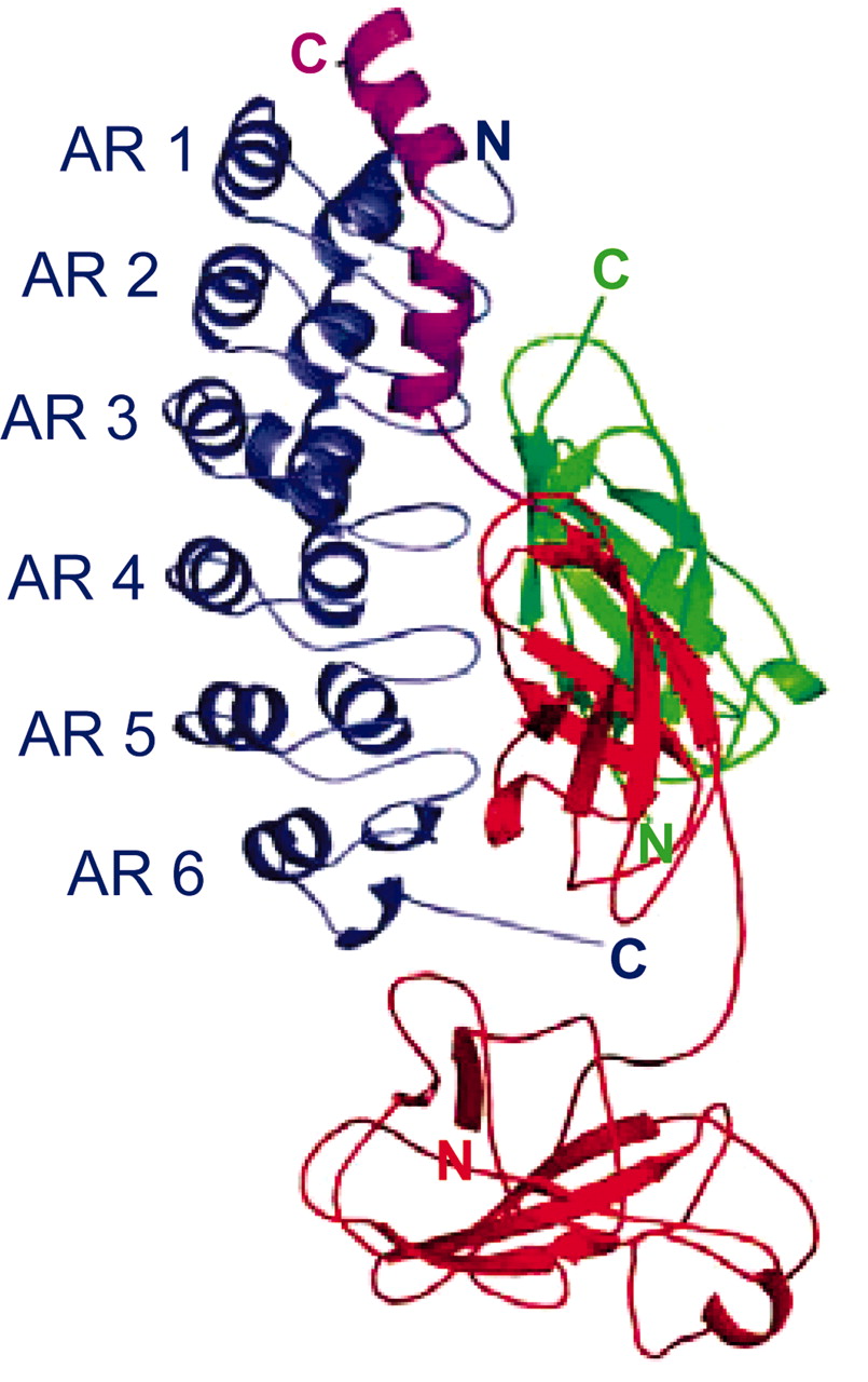 NF-κB (p65) Monoclonal Antibody-biotin (Clone 112A1021) NF-κB (p65) Monoclonal Antibody-biotin (Clone 112A1021)
