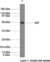NF-κB (p65) NLS Polyclonal Antibody