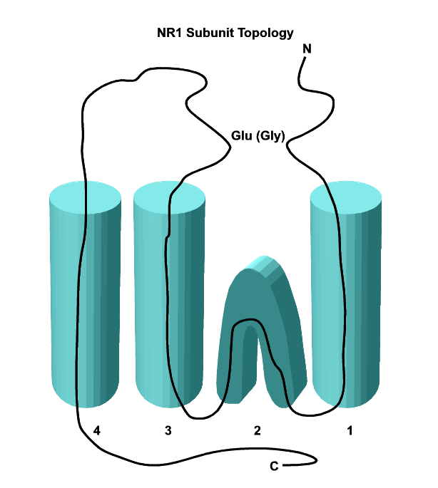 NMDA Receptor NR1 Subunit Monoclonal Antibody NMDA Receptor NR1 Subunit Monoclonal Antibody