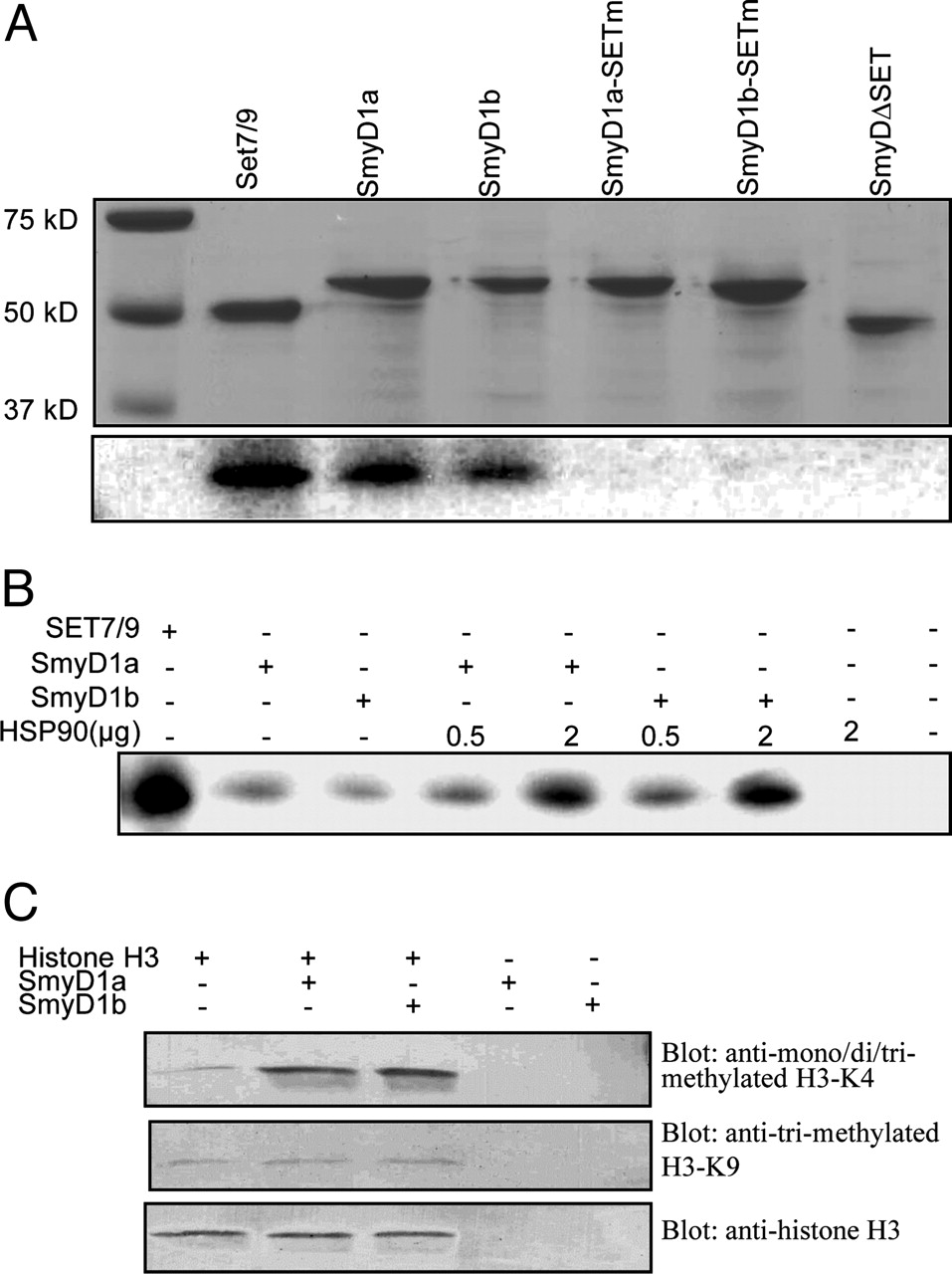SET7/9 (FL) Polyclonal Antibody SET7/9 (FL) Polyclonal Antibody