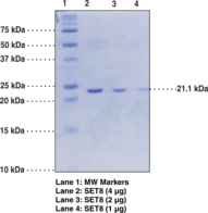 SET8 (human recombinant) SET8 (human recombinant)