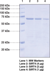 SIRT4 (human recombinant) SIRT4 (human recombinant)