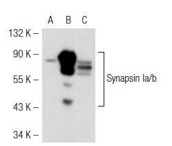 Synapsin I Polyclonal Antibody (neat serum) Synapsin I Polyclonal Antibody (neat serum)