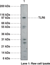 Toll-Like Receptor 6 Polyclonal Antibody Toll-Like Receptor 6 Polyclonal Antibody