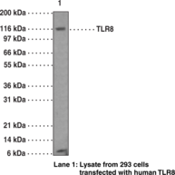 Toll-Like Receptor 8 Monoclonal Antibody (Clone 44C143) Toll-Like Receptor 8 Monoclonal Antibody (Clone 44C143)