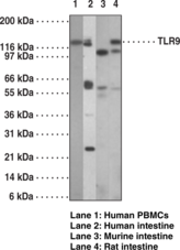 Toll-Like Receptor 9 Monoclonal Antibody (Clone 26C593.2) Toll-Like Receptor 9 Monoclonal Antibody (Clone 26C593.2)