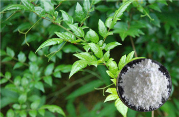 Vine (Rattan) Tea Extract Vine (Rattan) Tea Extract
