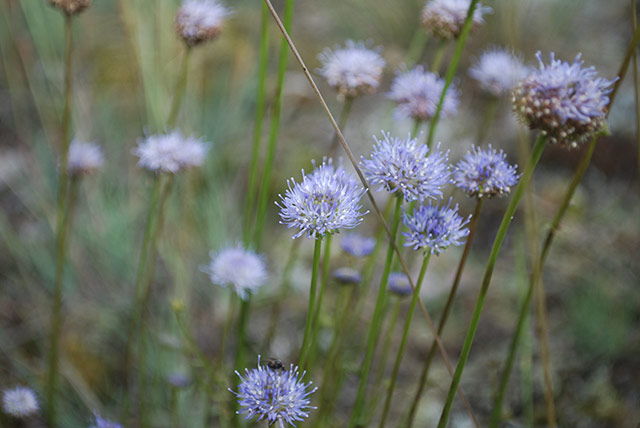 Small, lilac