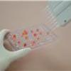 Methyltransferase Fluorometric Assay Kit