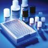 p53 Transcription Factor Assay Kit