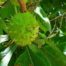 Aescine 