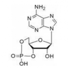 Cyclic adenosine monophosphate