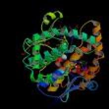 Prostaglandin D Synthase (hematopoietic-type; human recombinant) Western Ready Control