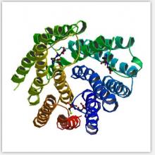 Prostaglandin E Synthase-1 (microsomal) Western Ready Control