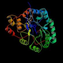 Prostaglandin F Synthase (human recombinant)