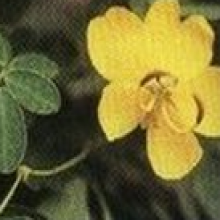 Quercetin 