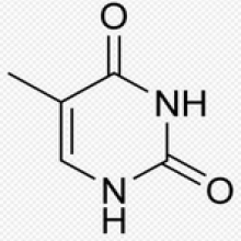 Thymine 