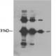 Acetyl Lysine Polyclonal Antibody-biotin