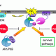 Akt (Isoforms 1, 2, 3) Inhibitory Peptide Set