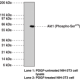 Akt1 (Phospho-Ser473) Monoclonal Antibody (Clone 104A282)