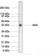 Akt2 Monoclonal Antibody (Clone 95C567.1.2)