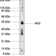 Akt3 Monoclonal Antibody (Clone 66C1247.1)