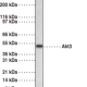 Akt3 Polyclonal Antibody