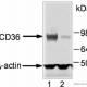 CD36 Monoclonal Antibody (Clone JC63.1) (azide free)