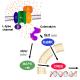 Cavβ4 Calcium Channel Monoclonal Antibody (Clone S10-7)
