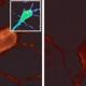 Cav1.2 Calcium Channel Monoclonal Antibody (Clone S57-46)