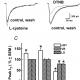 Cav3.2 Calcium Channel Monoclonal Antibody (Clone S55-10)